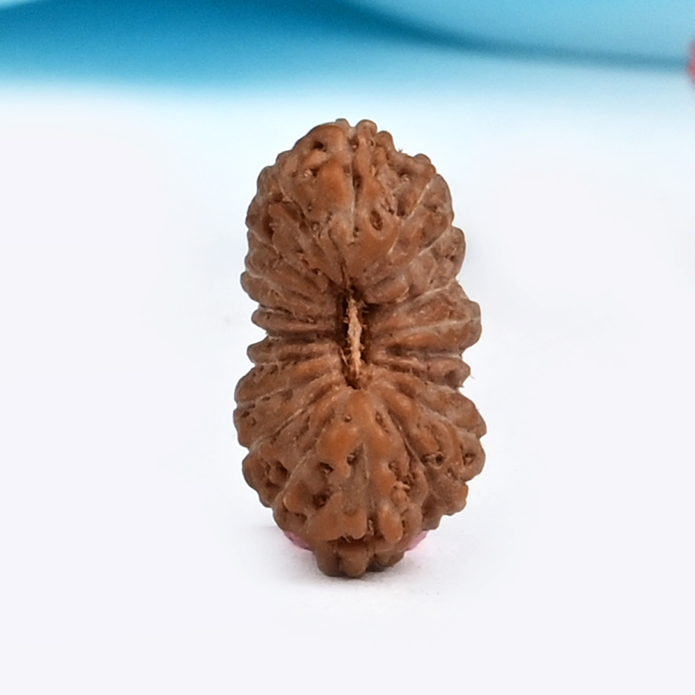 19 Mukhi from Java Indonesia Small - CXL