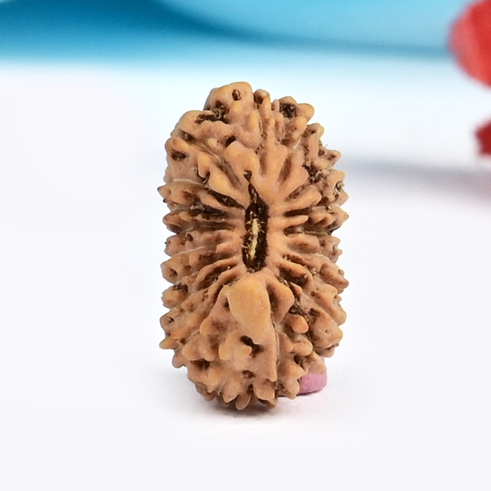 19 Mukhi from Java Indonesia Small - CXLI