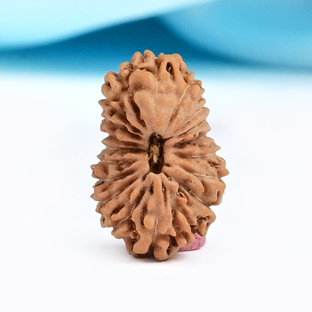 19 Mukhi from Java Indonesia Small - CXLII