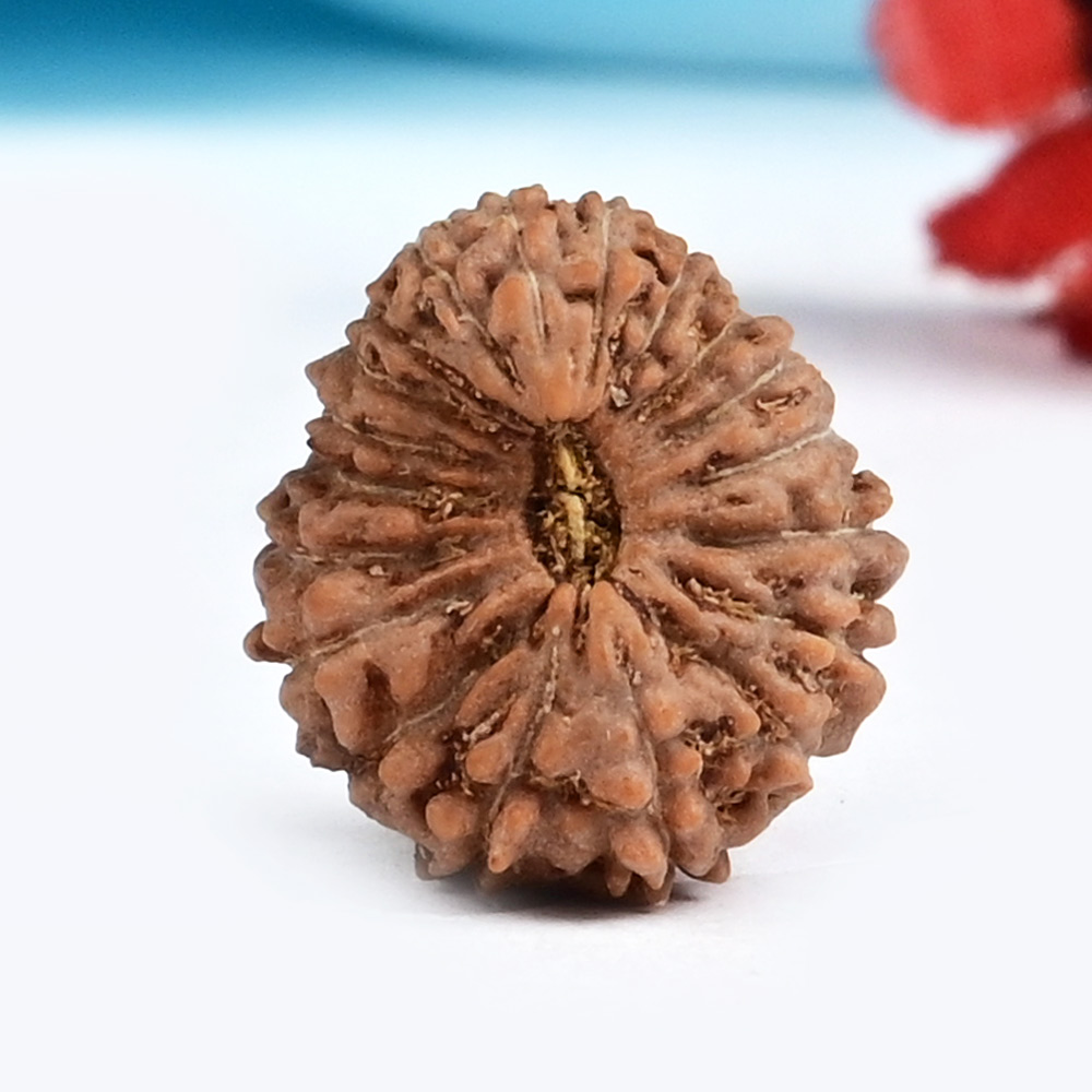 19 Mukhi from Java Indonesia Small - CXLIII