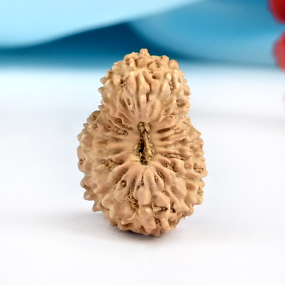 20 Mukhi from Java Indonesia - LXXXVII