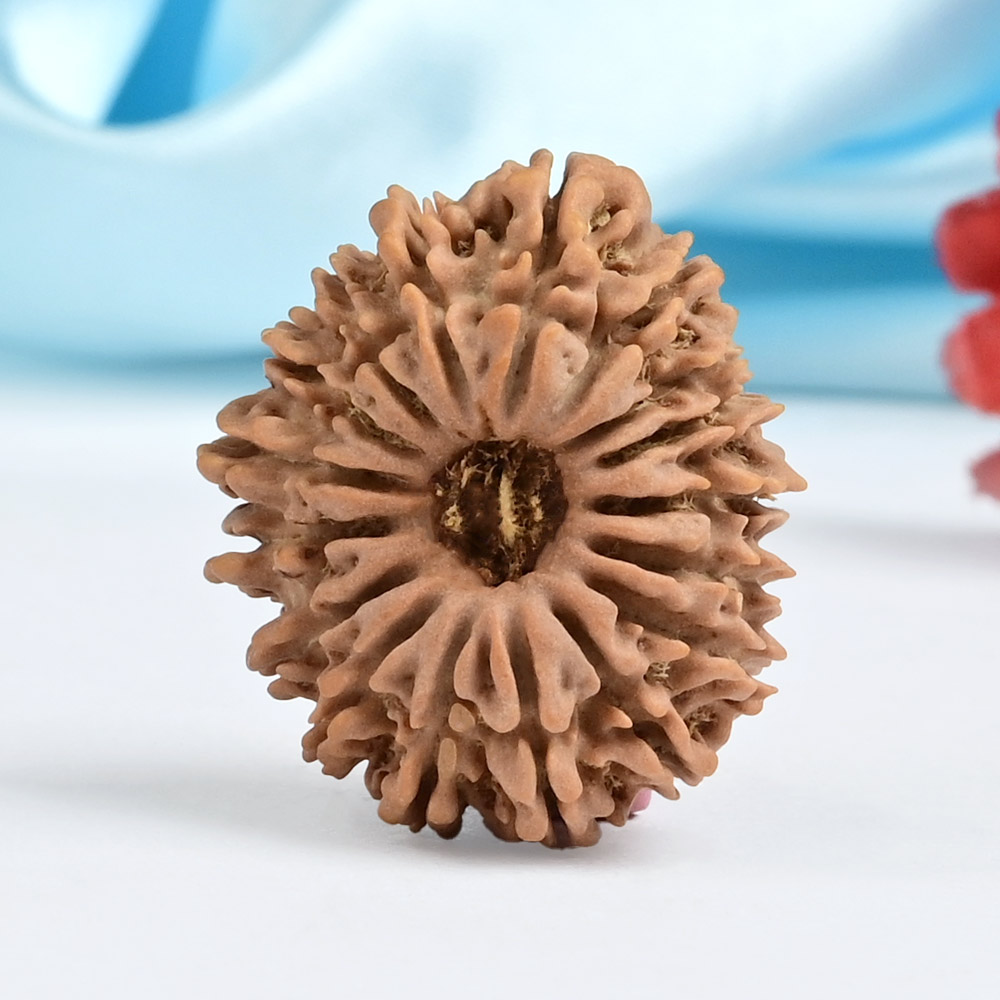 17 Mukhi from Nepal Small - VII