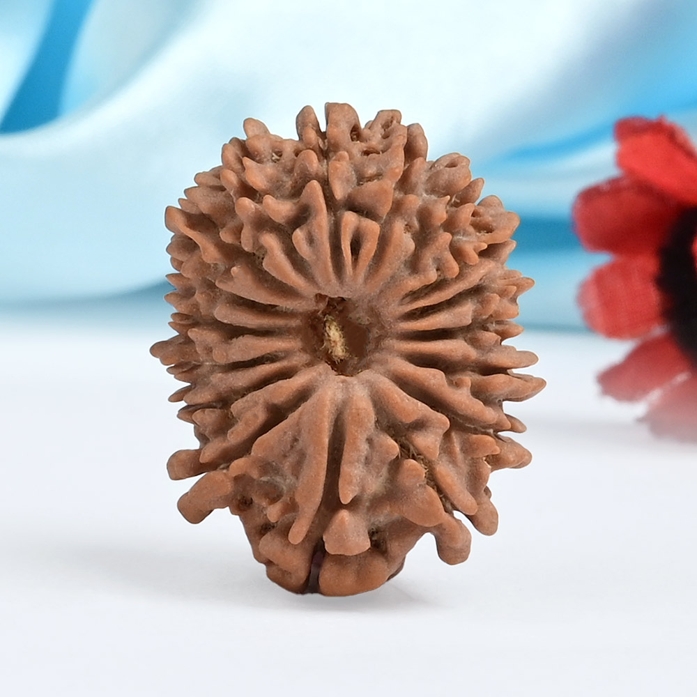 17 Mukhi from Nepal Small - VIII