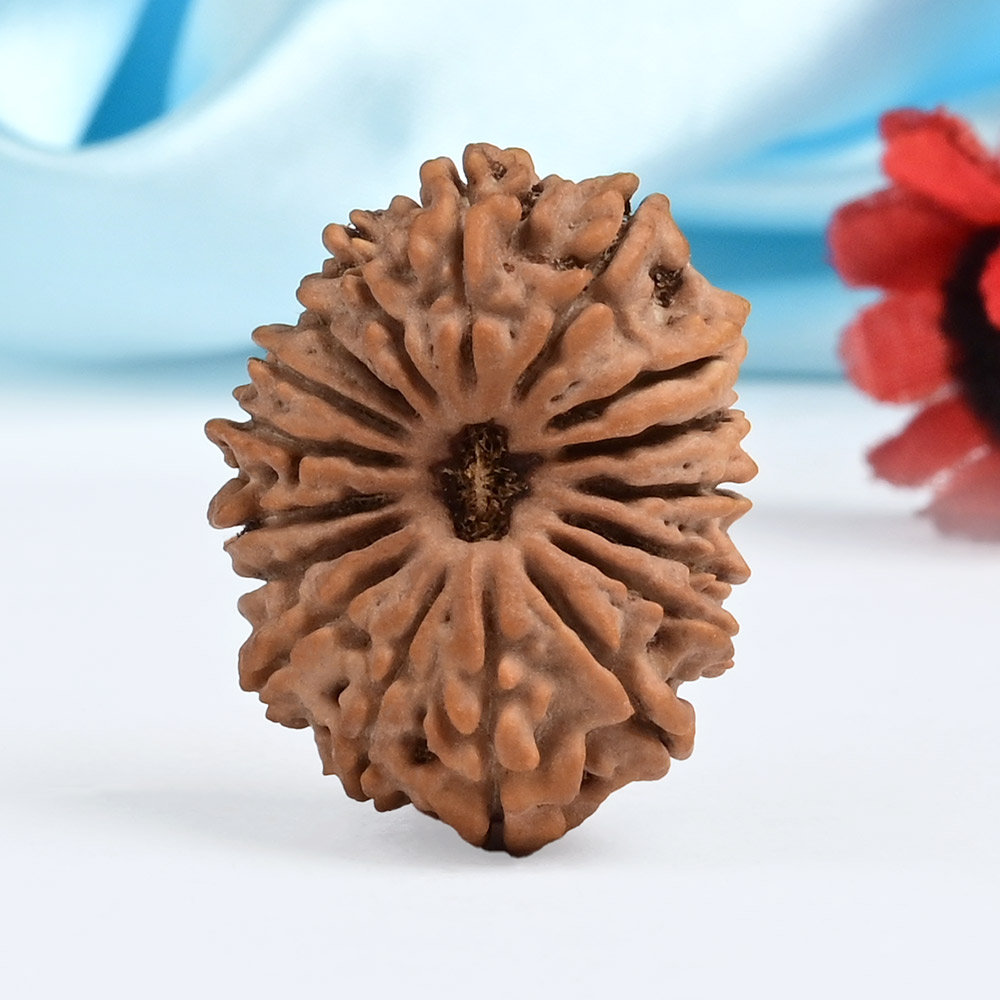 17 Mukhi from Nepal - XCVII