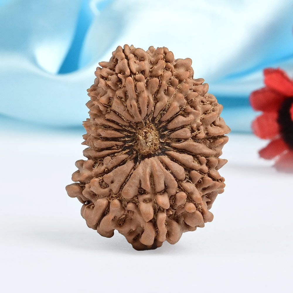 Super Collector 19 Mukhi from Nepal - VII