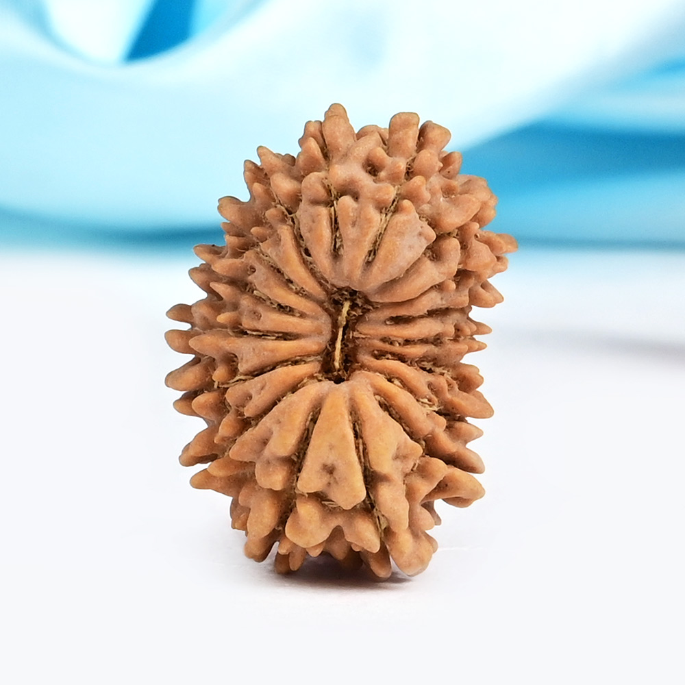 17 Mukhi from Nepal Small - IX