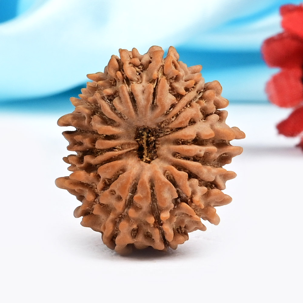 17 Mukhi from Nepal Small - XI