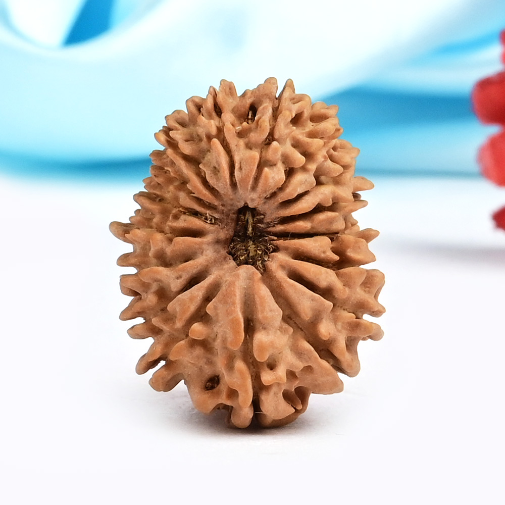 17 Mukhi from Nepal Small - XIII