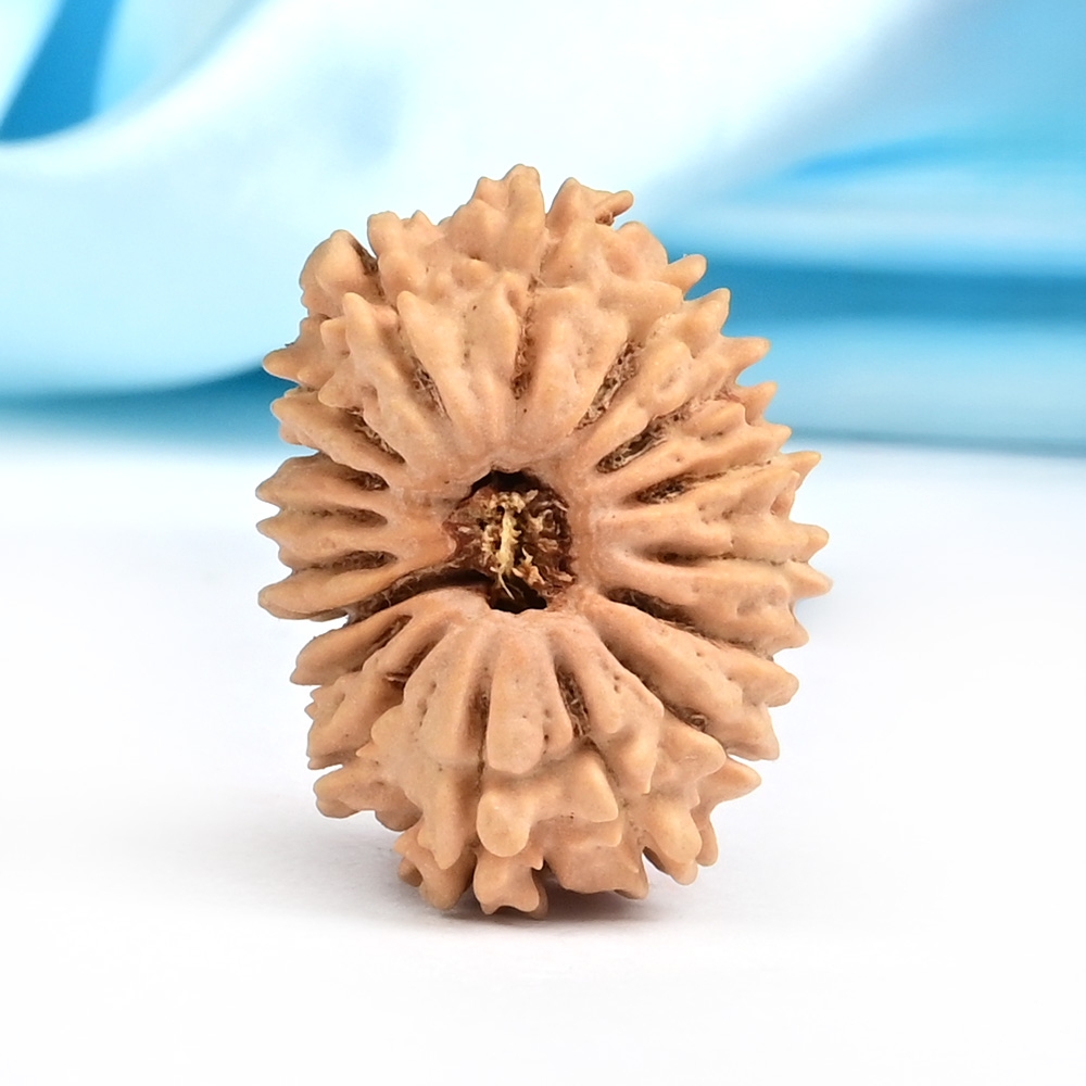 17 Mukhi from Nepal Small - XV