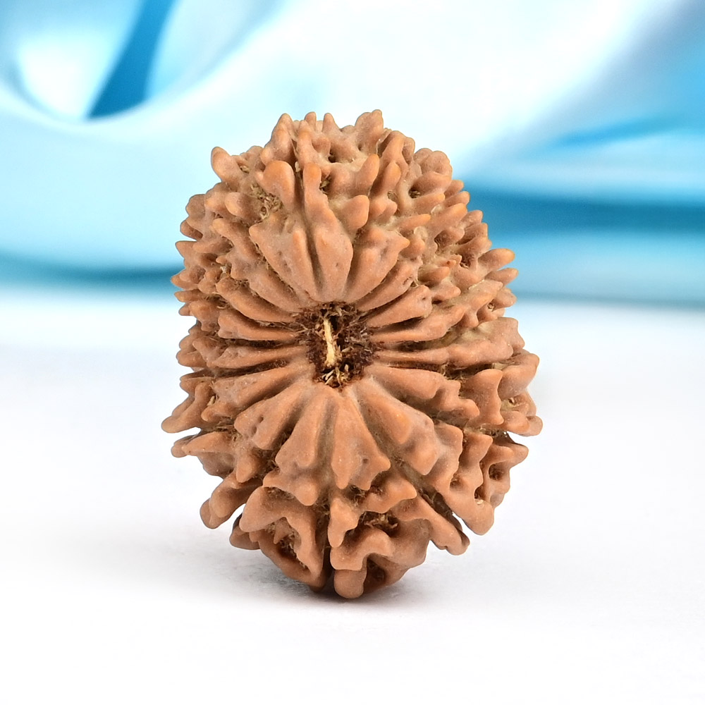 17 Mukhi from Nepal Small - XVI