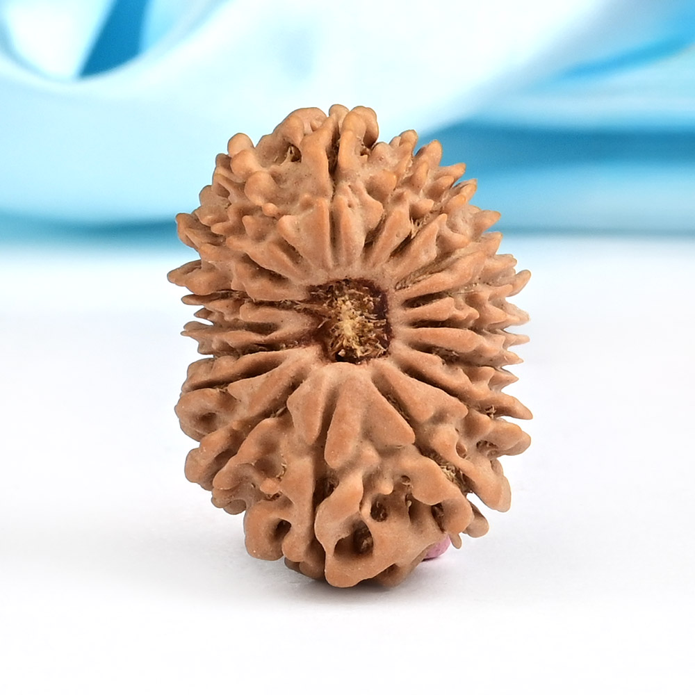 17 Mukhi from Nepal Small - XVII