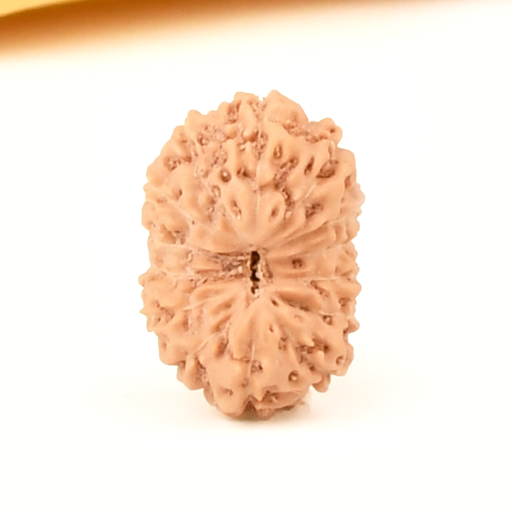 14 Mukhi from Java Indonesia Small - CCCLXXXIX