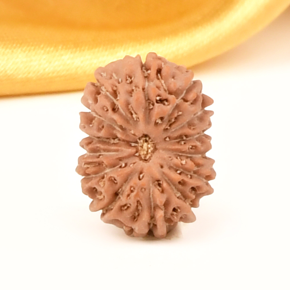 14 Mukhi from Java Indonesia Small - CDXI