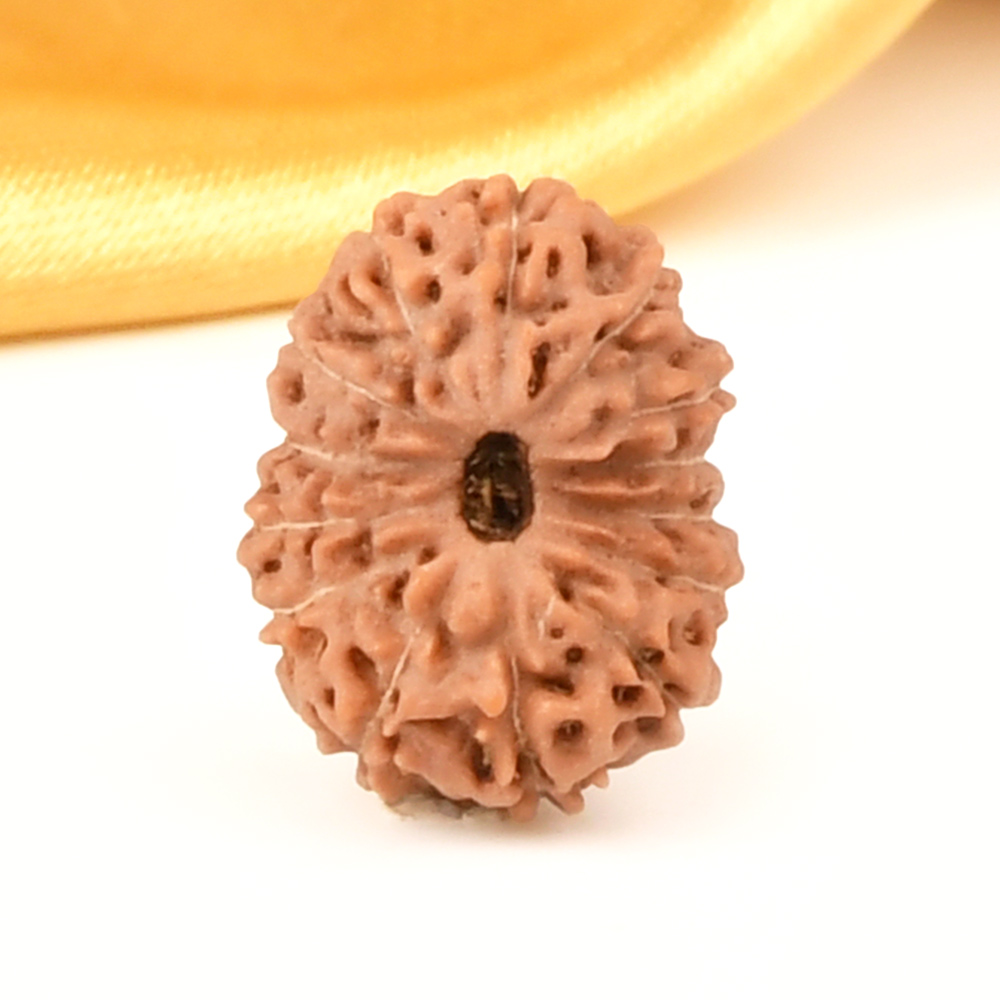 14 Mukhi from Java Indonesia Small - CCCXCII