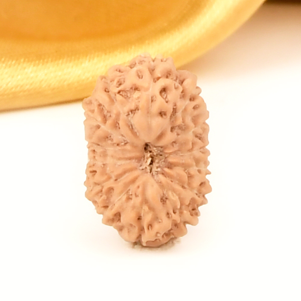 14 Mukhi from Java Indonesia Small - CCCXCIII