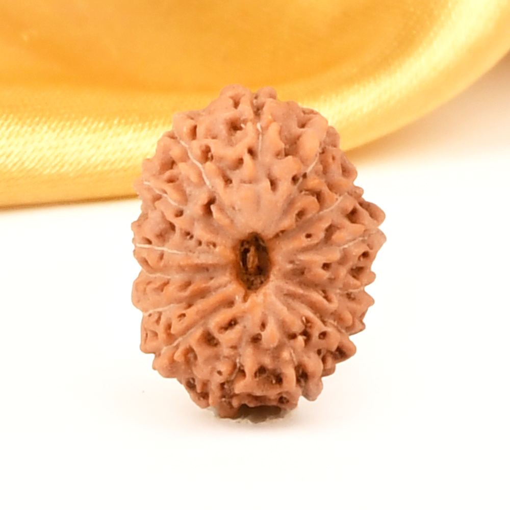 14 Mukhi from Java Indonesia - CXLIII