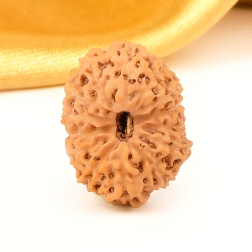 14 Mukhi from Java Indonesia - CXLV