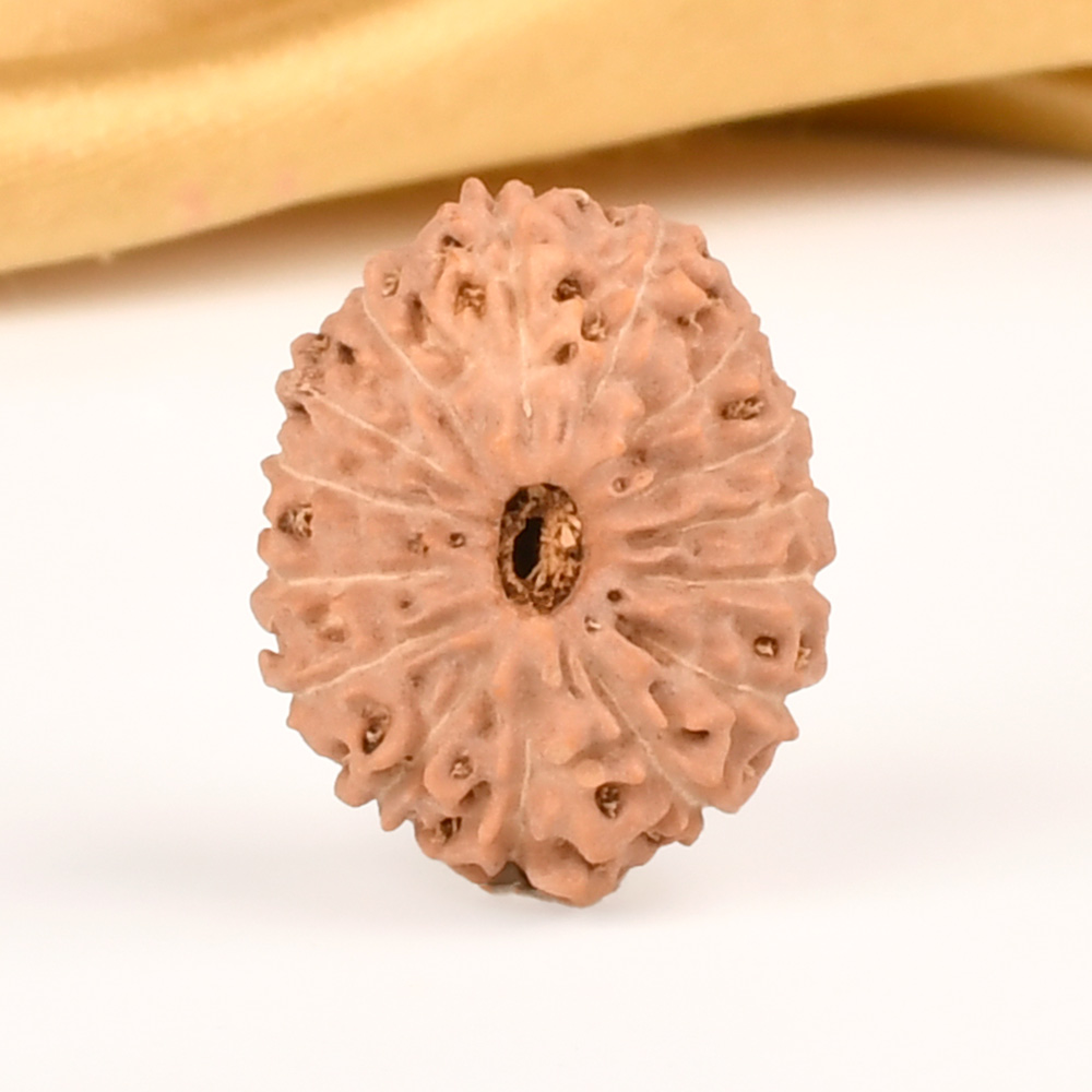 Collector 15 Mukhi from Java Indonesia - CVI