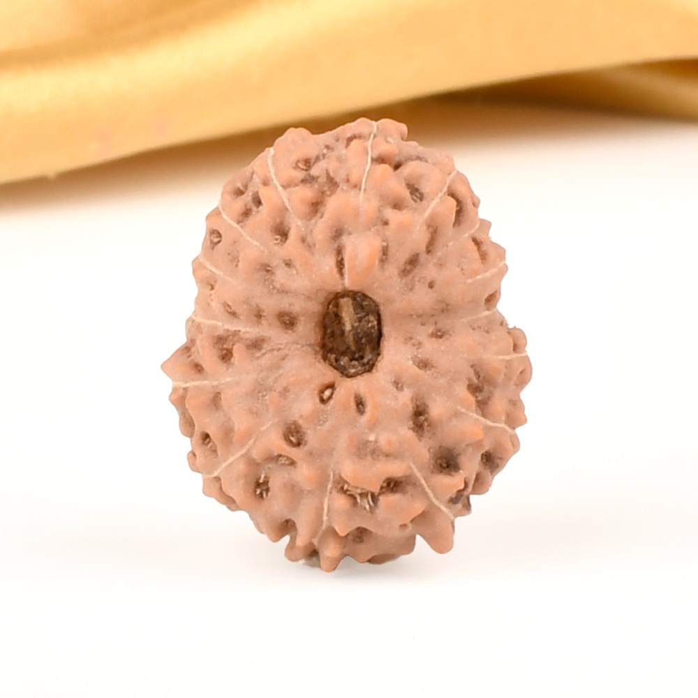 Collector 15 Mukhi from Java Indonesia - CVII