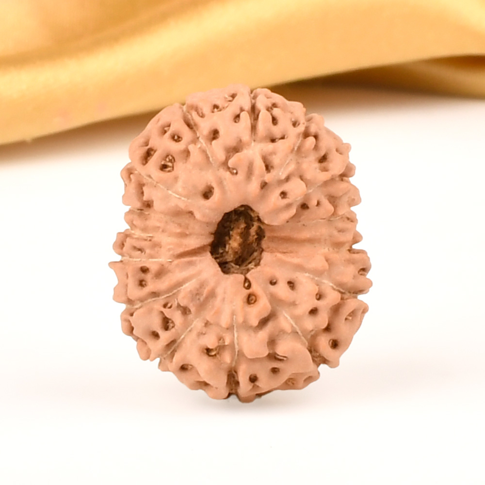 Collector 15 Mukhi from Java Indonesia - CVIII