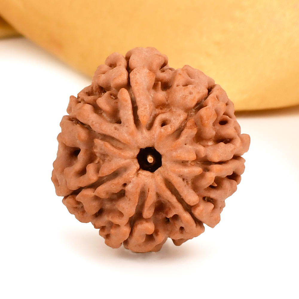 Super Collector 7 Mukhi from Nepal - DCXX