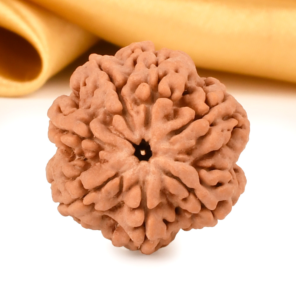 Super Collector 7 Mukhi from Nepal - DCXXII