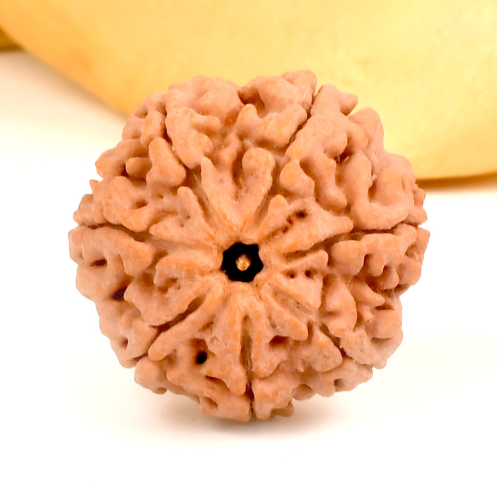 Super Collector 7 Mukhi from Nepal - DCXXIII