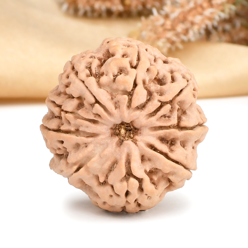Ganesh Rudraksha 9 Mukhi from Nepal Large - I