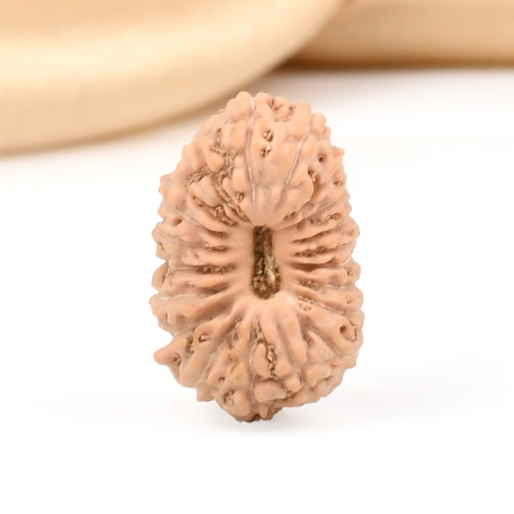 20 mukhi from Java Indonesia - CII