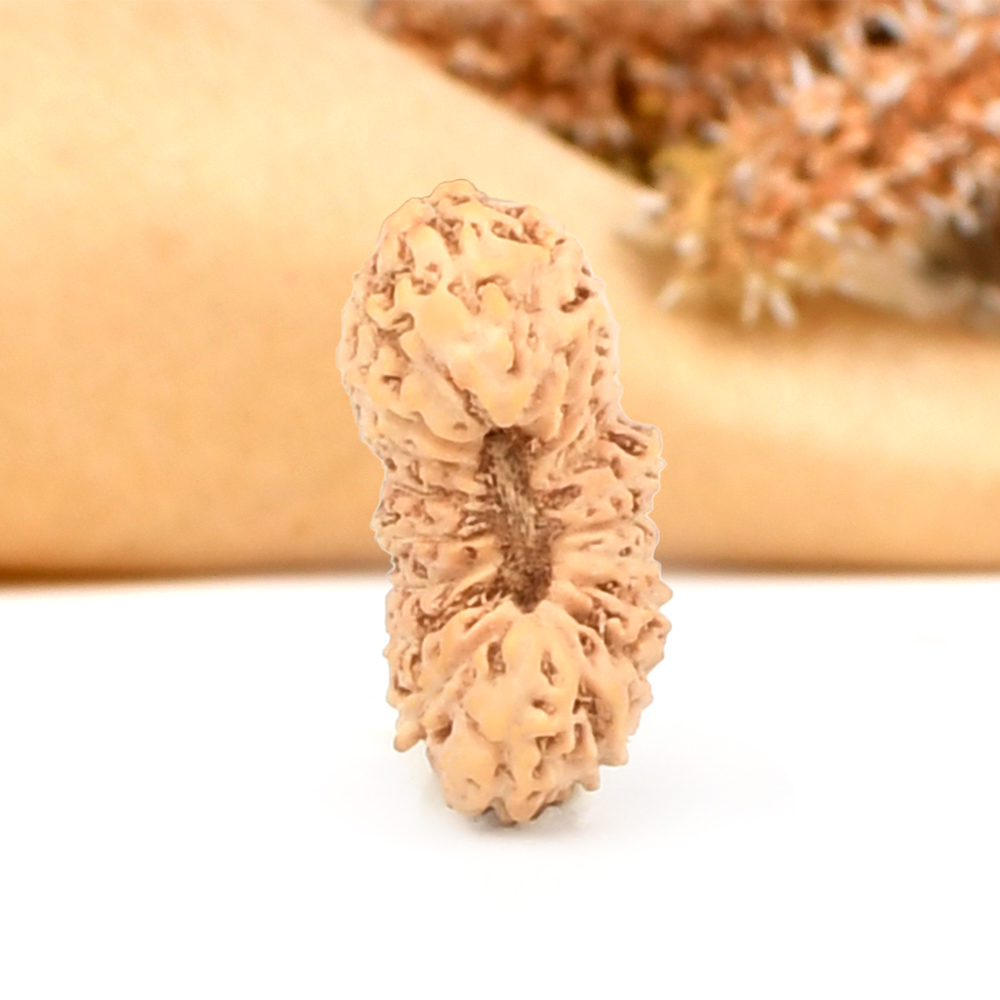 20 mukhi from Java Indonesia - XCVIII