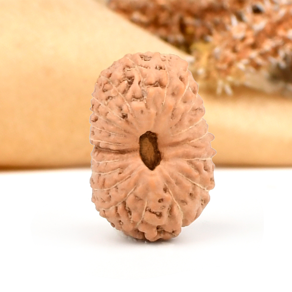 20 mukhi from Java Indonesia - XCIX