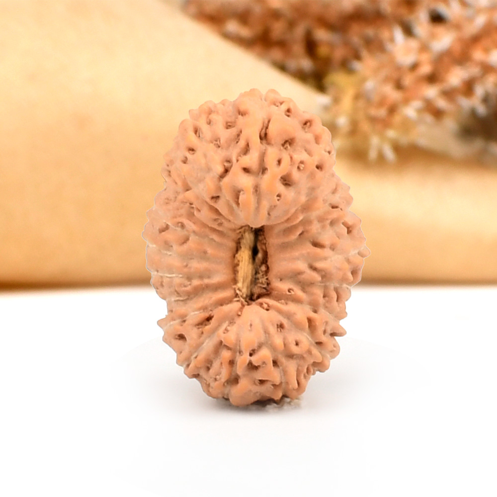 20 mukhi from Java Indonesia - C