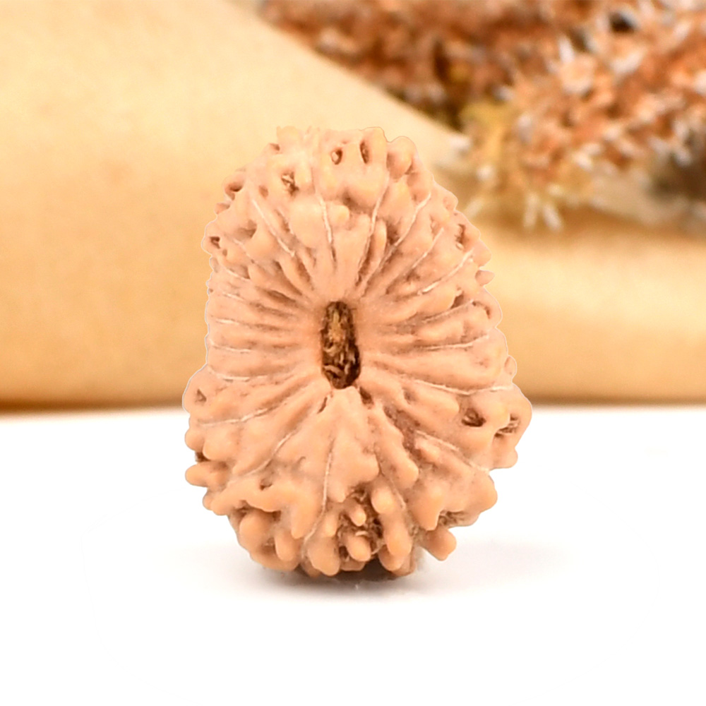 20 mukhi from Java Indonesia - CI