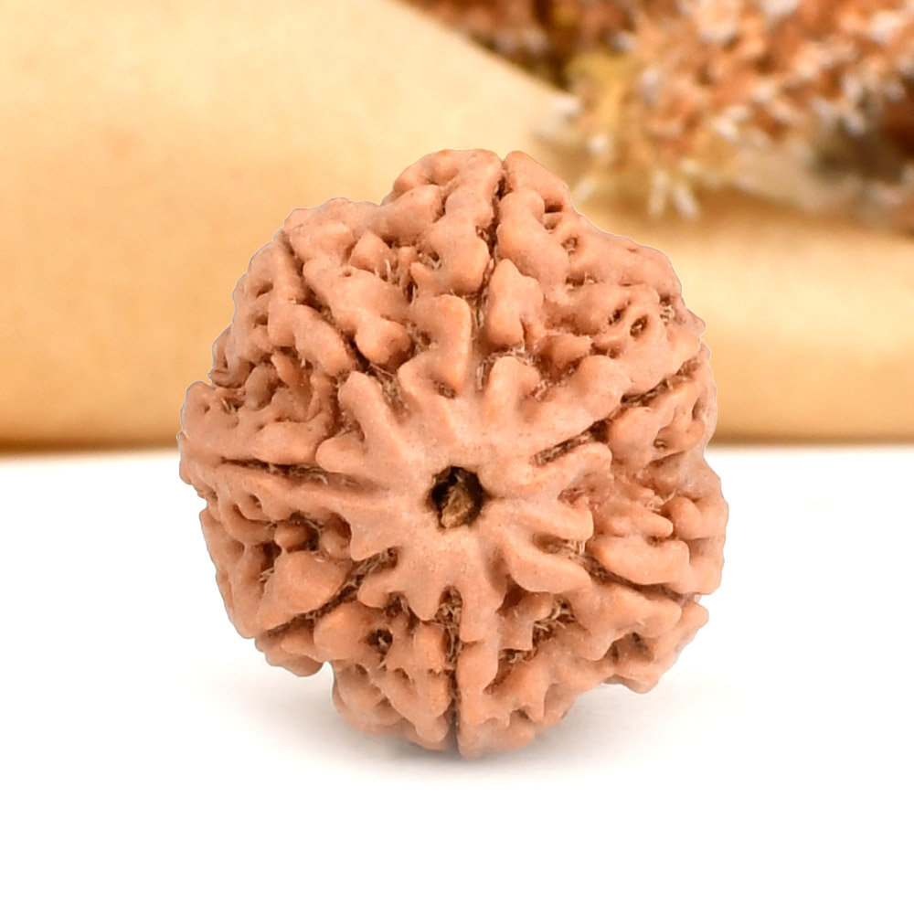 Super Collector 7 Mukhi from Nepal - DCXIV