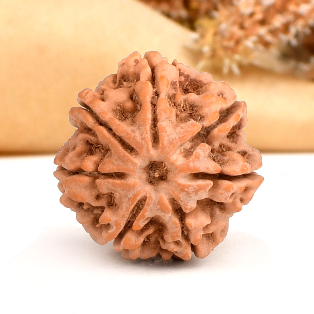 Super Collector 7 Mukhi from Nepal - DCXV