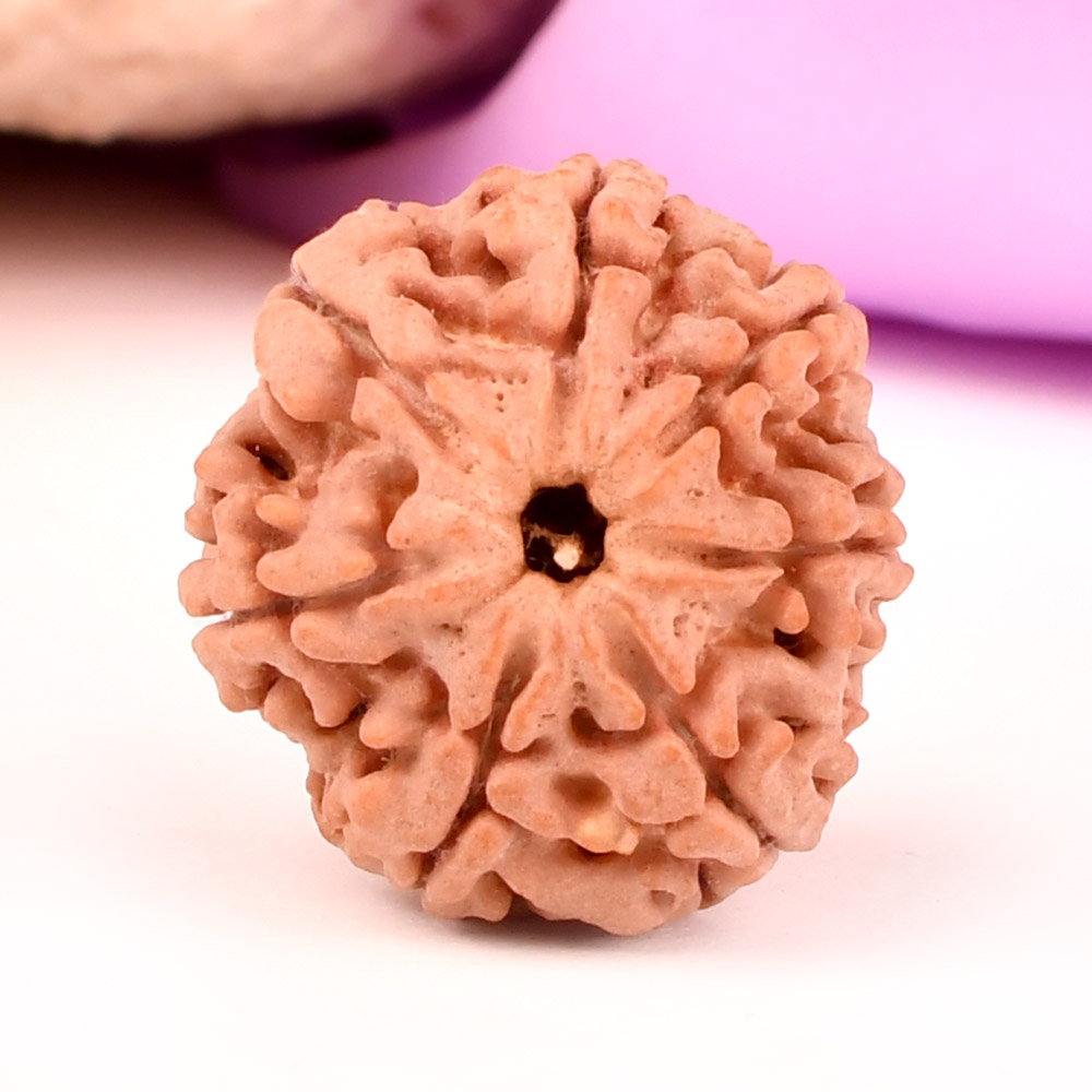 Super Collector 7 Mukhi from Nepal - DCIII