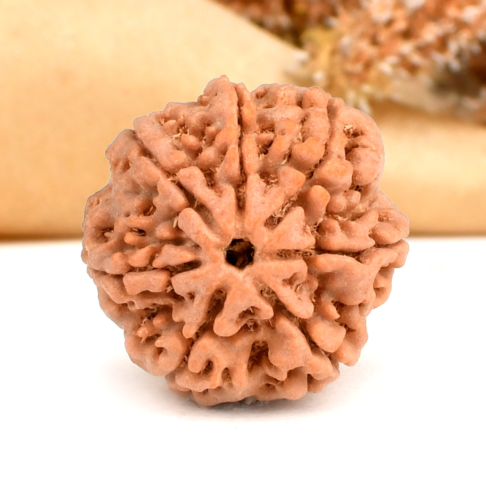 Super Collector 7 Mukhi from Nepal - DCXVII