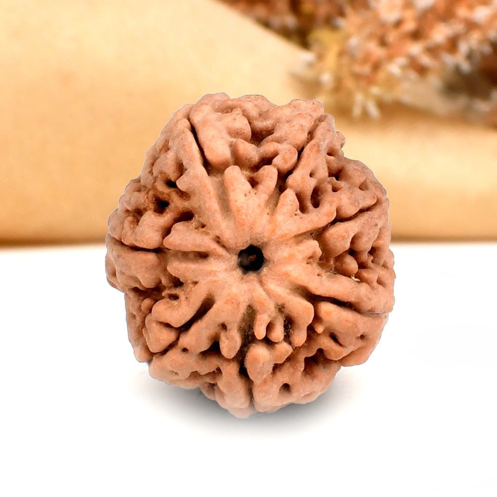 Super Collector 7 Mukhi from Nepal - DCXVIII