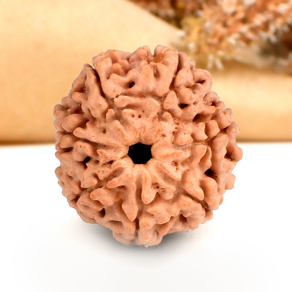 Super Collector 7 Mukhi from Nepal - DCXIX