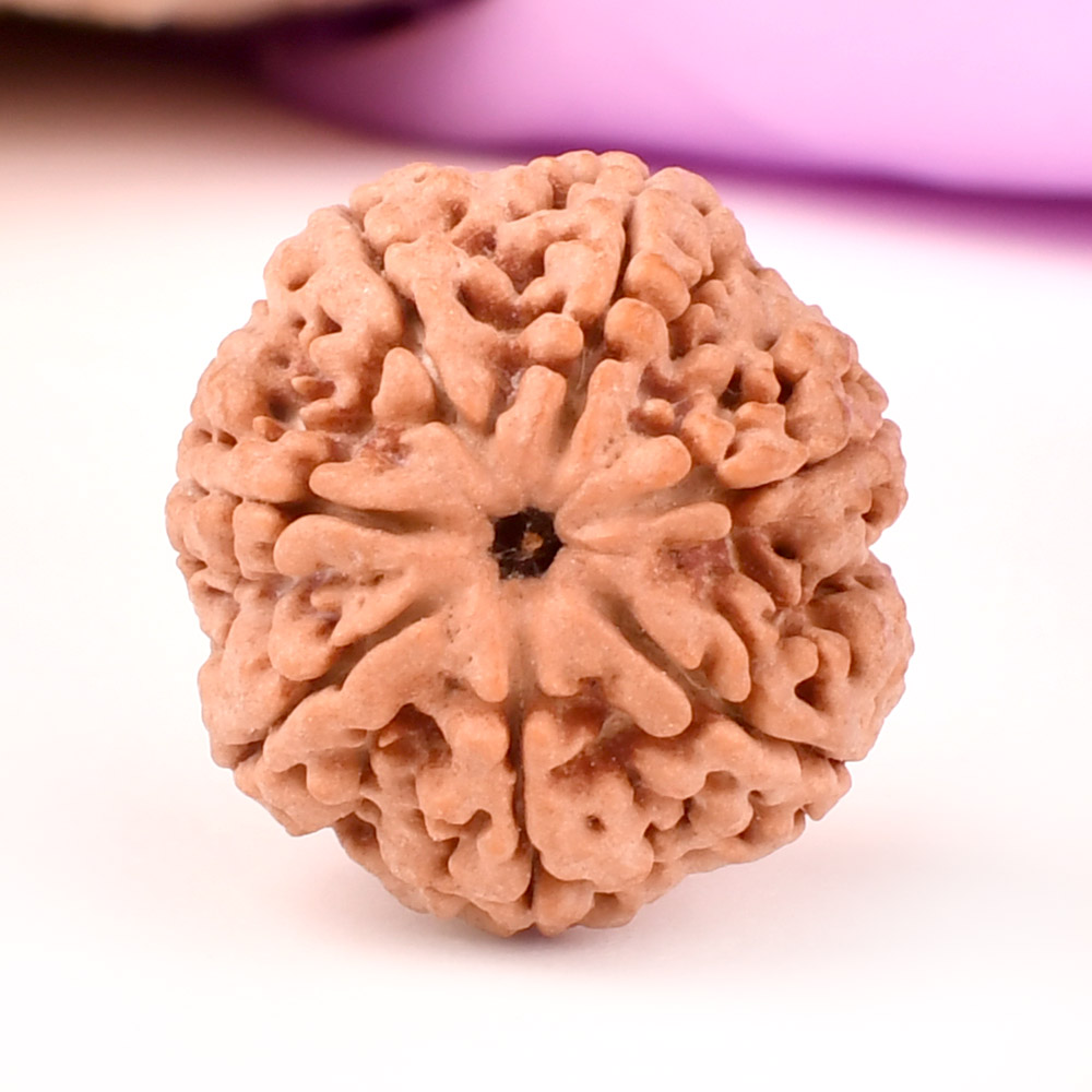 Super Collector 7 Mukhi from Nepal - DCIV