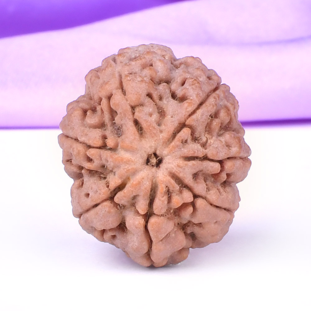 Super Collector 7 Mukhi from Nepal - DCVI