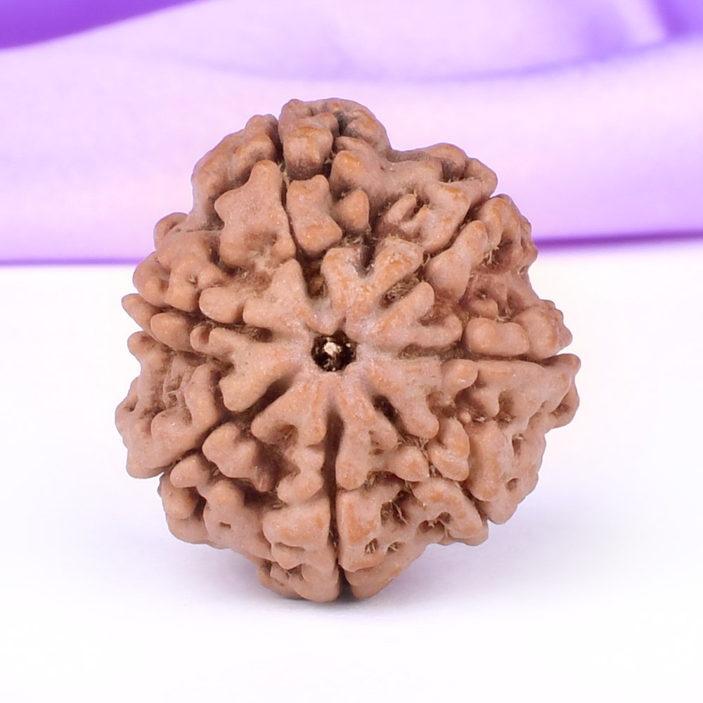 Super Collector 7 Mukhi from Nepal - DCVII