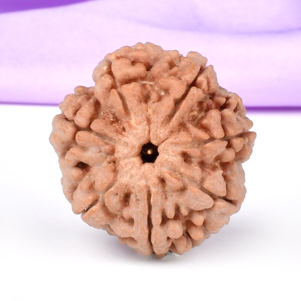 Super Collector 7 Mukhi from Nepal - DCVIII