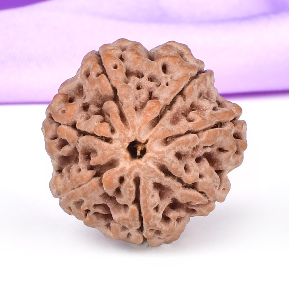 Super Collector 7 Mukhi from Nepal - DCIX