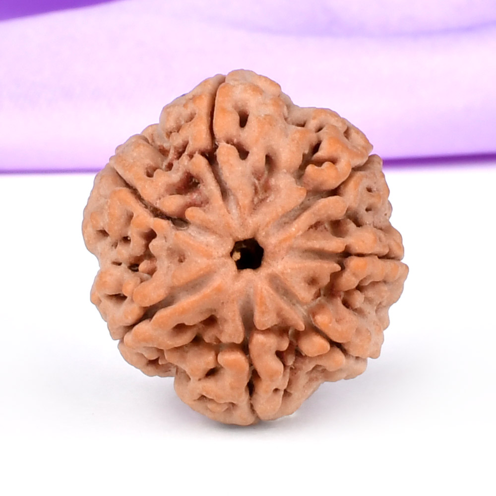 Super Collector 7 Mukhi from Nepal - DCX