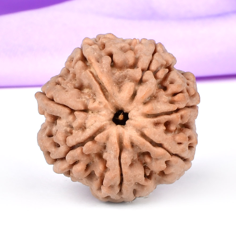 Super Collector 7 Mukhi from Nepal - DCXI