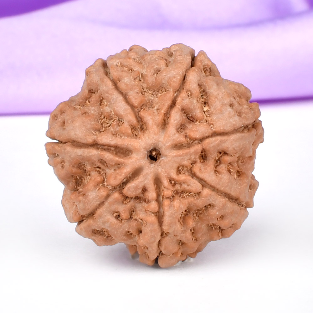 Super Collector 7 Mukhi from Nepal - DCXII