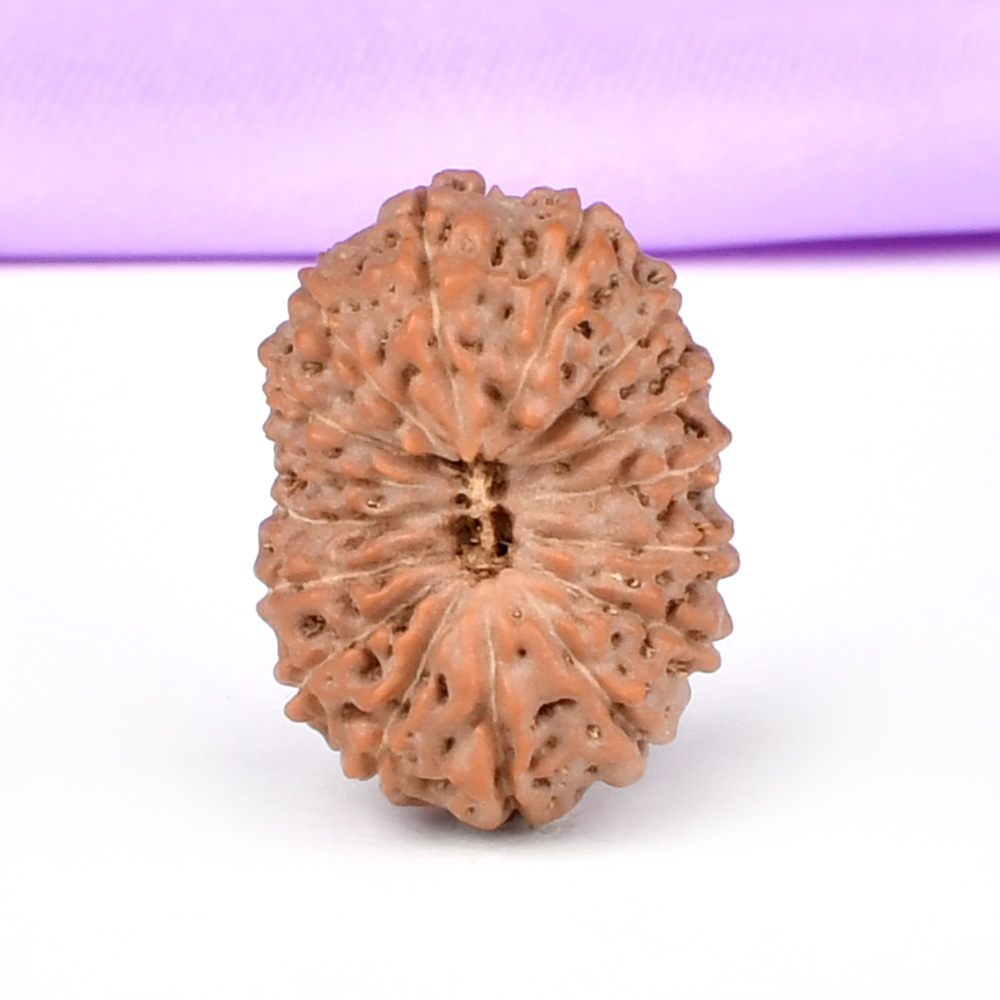 Super Collector 16 Mukhi from Java Indonesia - LXVIII