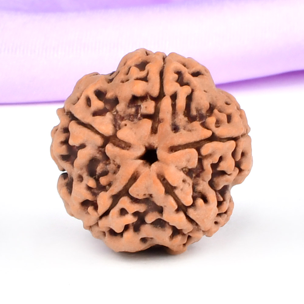 Super Collector 5 Mukhi from Nepal - DXCIX