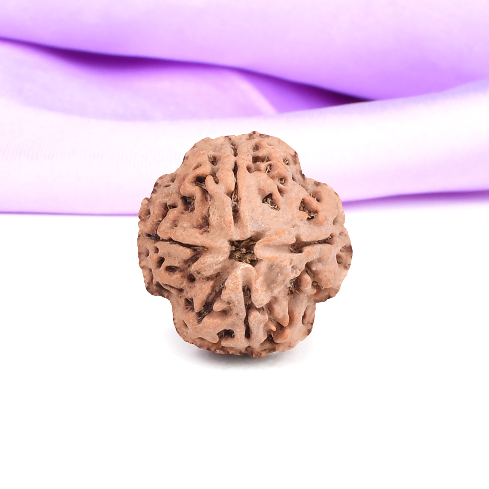 Collector 4 Mukhi from Nepal - CDLXXXIV